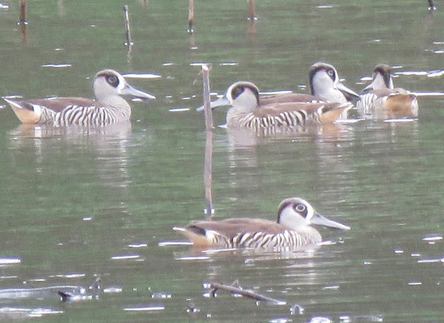 Pink-eared Duck - ML473154431