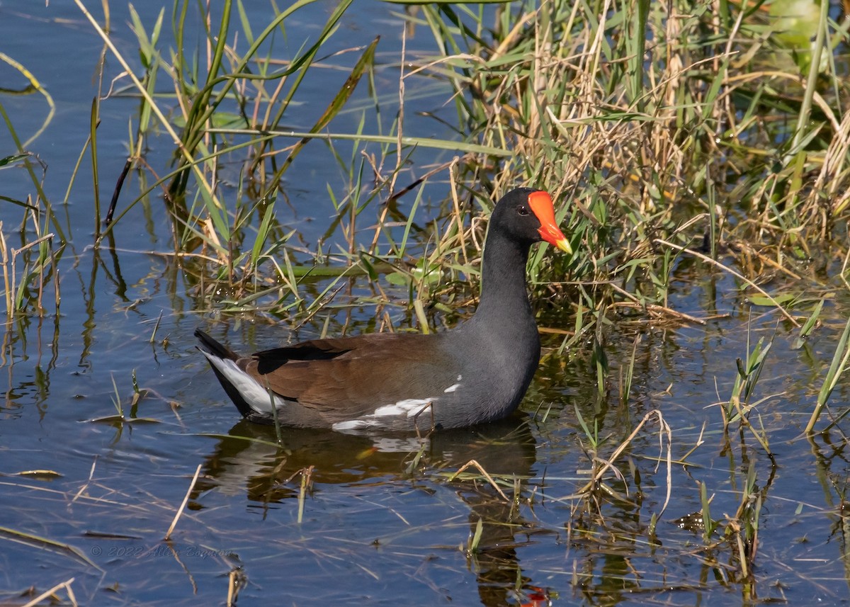 Gallinule d'Amérique - ML473154461