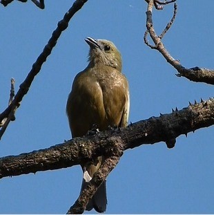 Palm Tanager - ML473154621