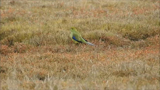 Синекрылый травяной попугайчик - ML473155031