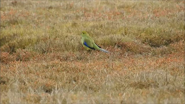 Blue-winged Parrot - ML473155031