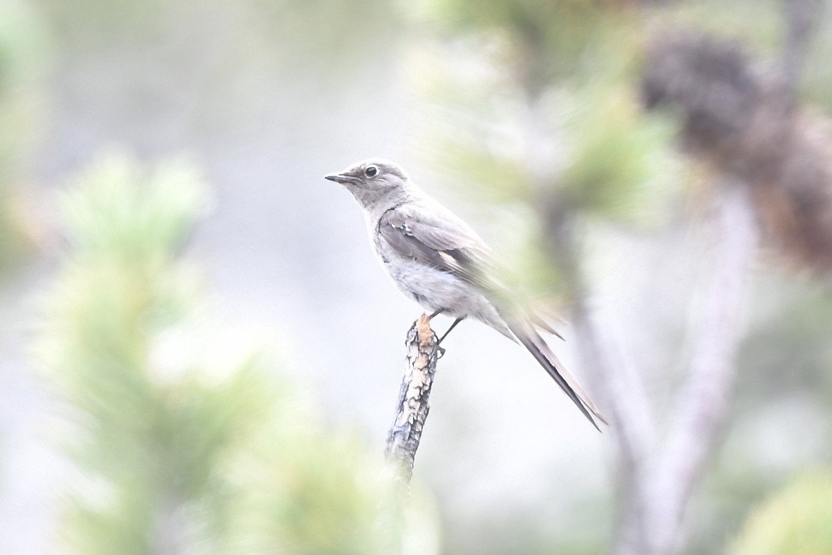 Townsend's Solitaire - ML473155641