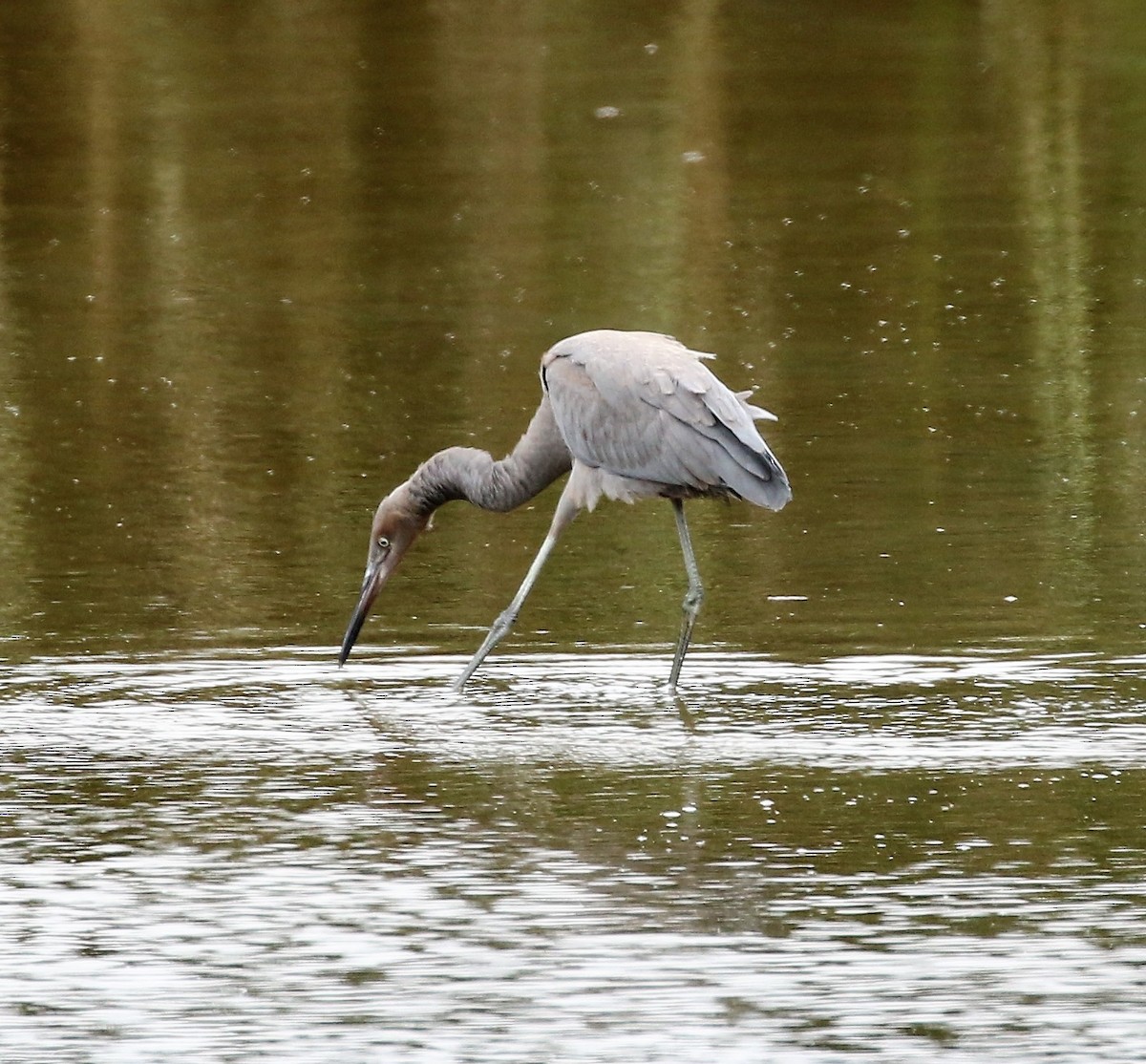 Reddish Egret - ML47315741