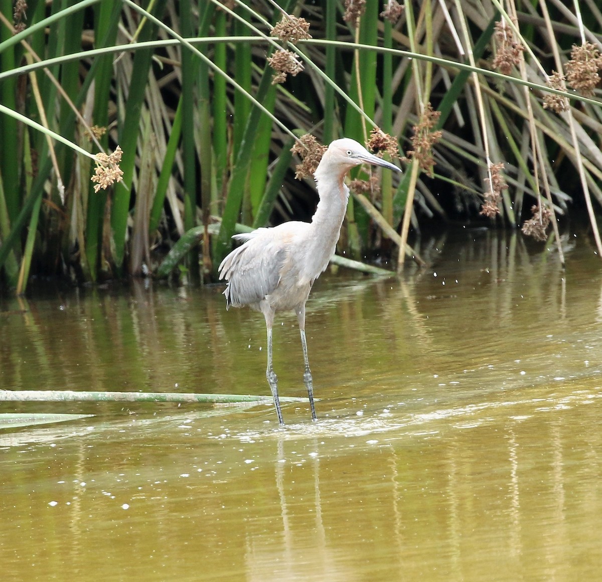 Reddish Egret - ML47315751