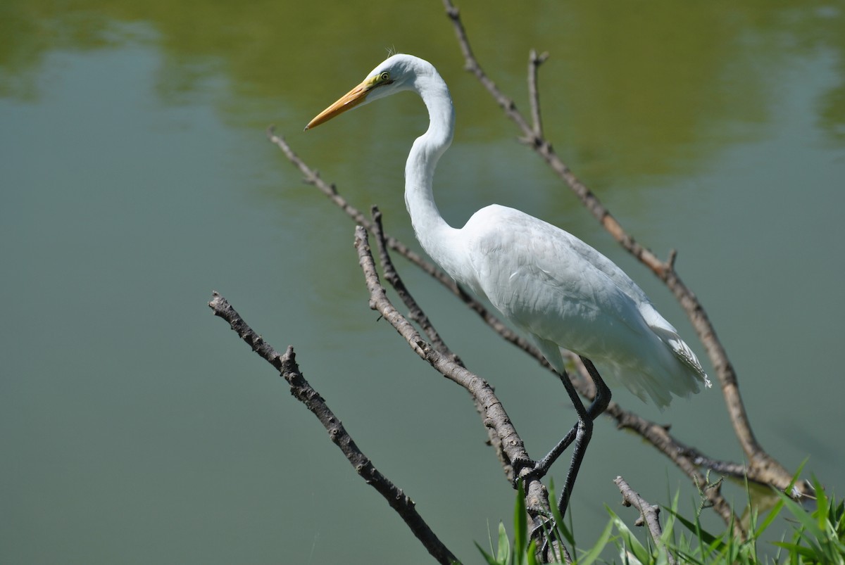 volavka bílá - ML473157511