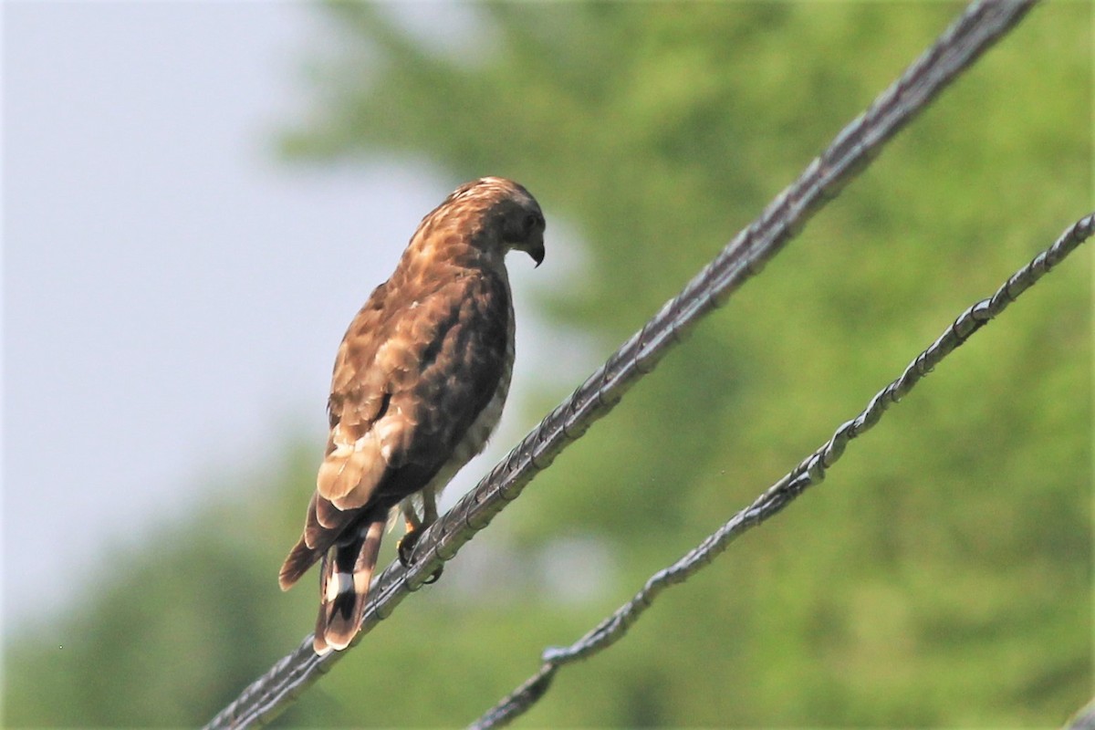 Broad-winged Hawk - Harold Forsyth