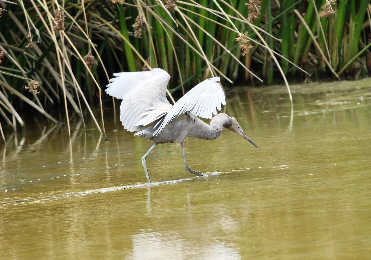 Reddish Egret - ML47315761