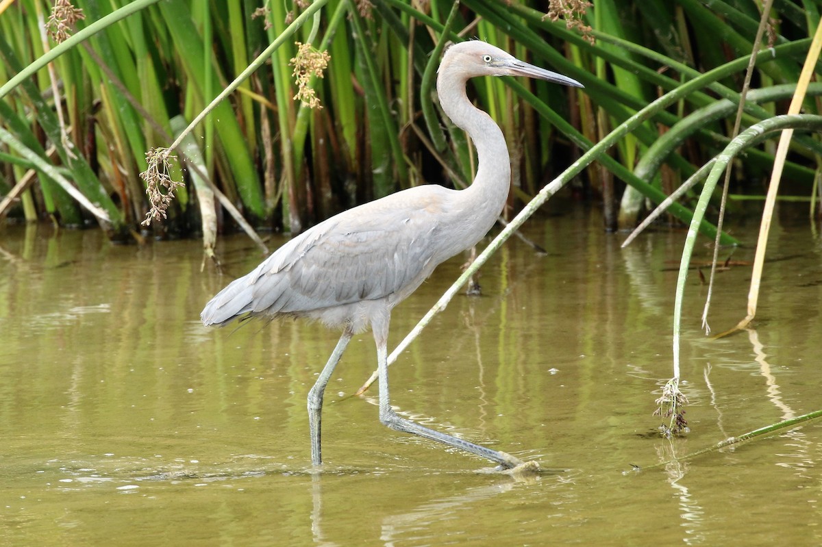 Reddish Egret - ML47315771