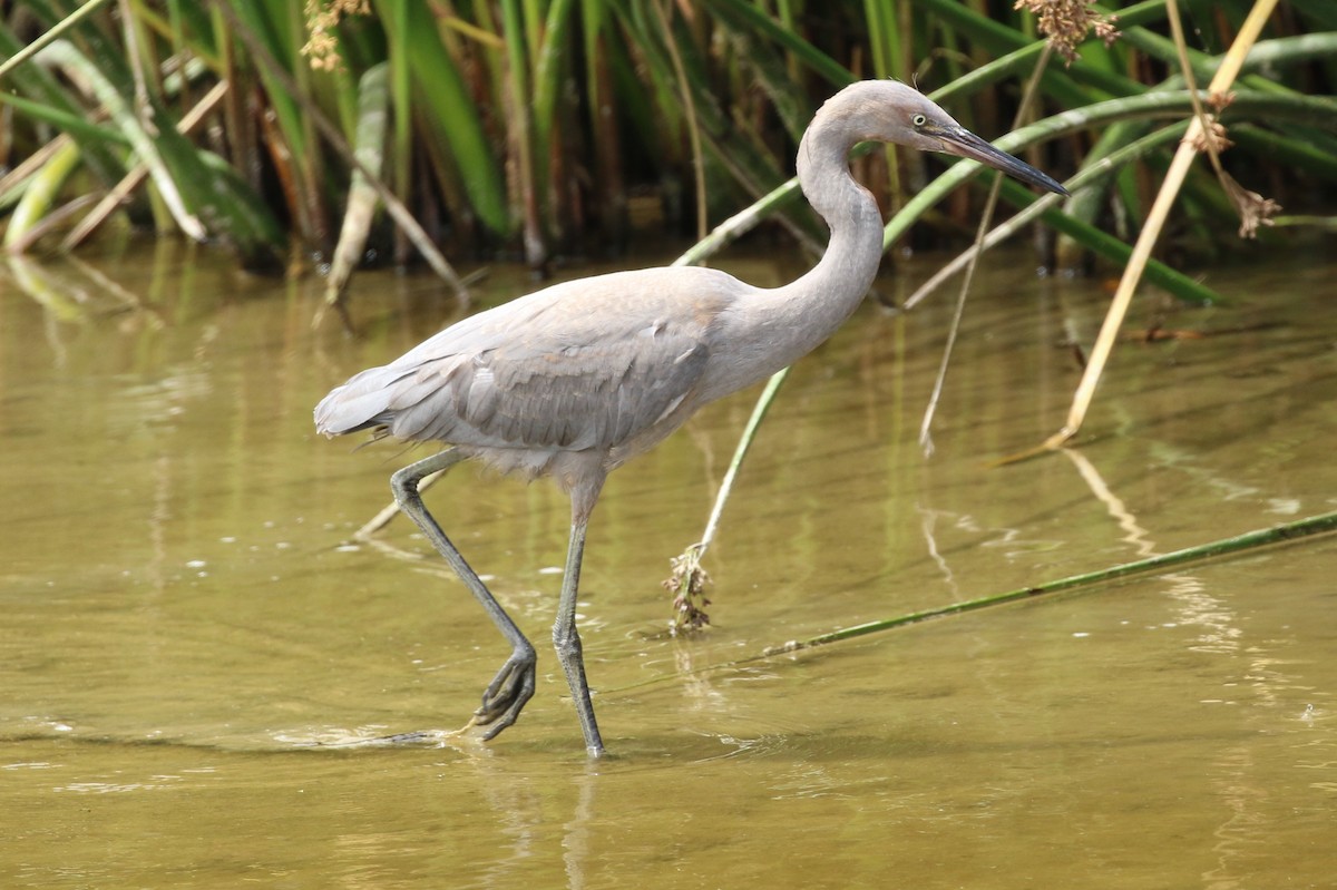 Reddish Egret - ML47315781