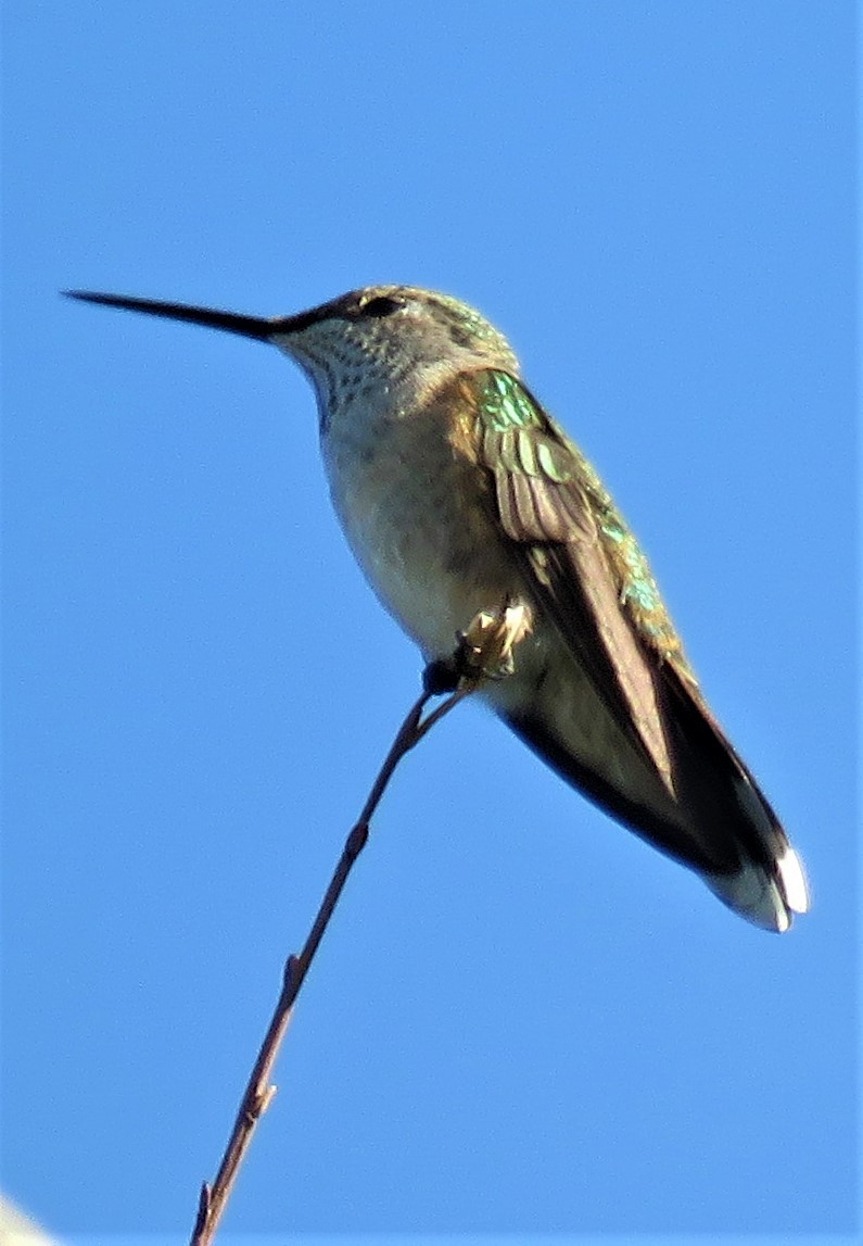 Broad-tailed Hummingbird - ML473157881