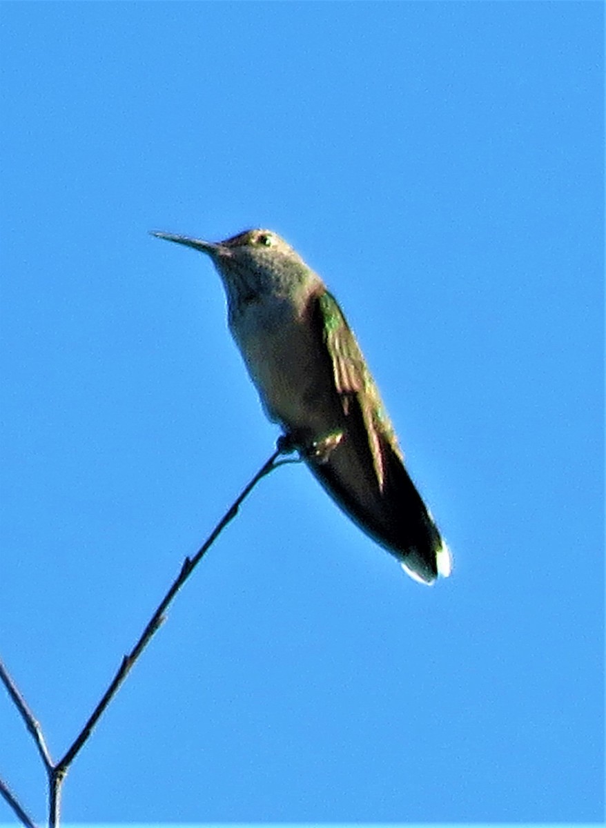 Broad-tailed Hummingbird - ML473157891