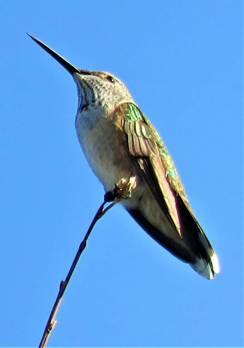 Broad-tailed Hummingbird - ML473157901