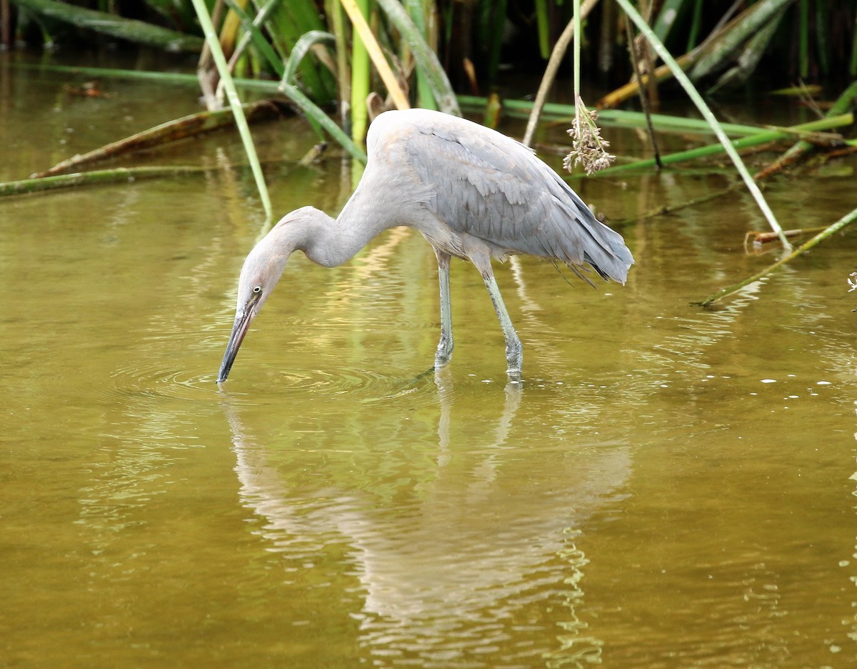 Reddish Egret - ML47315791