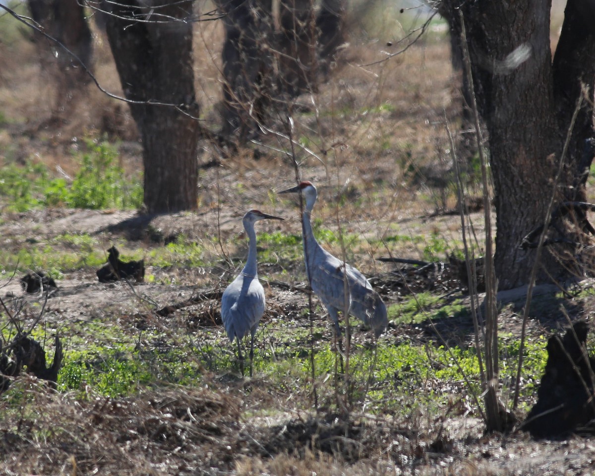 Sandhill Crane - ML47315811