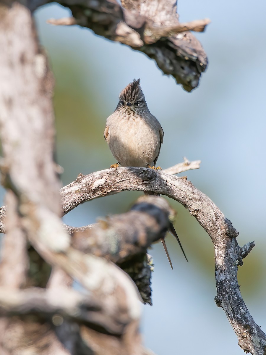 Tufted Tit-Spinetail - ML473159331