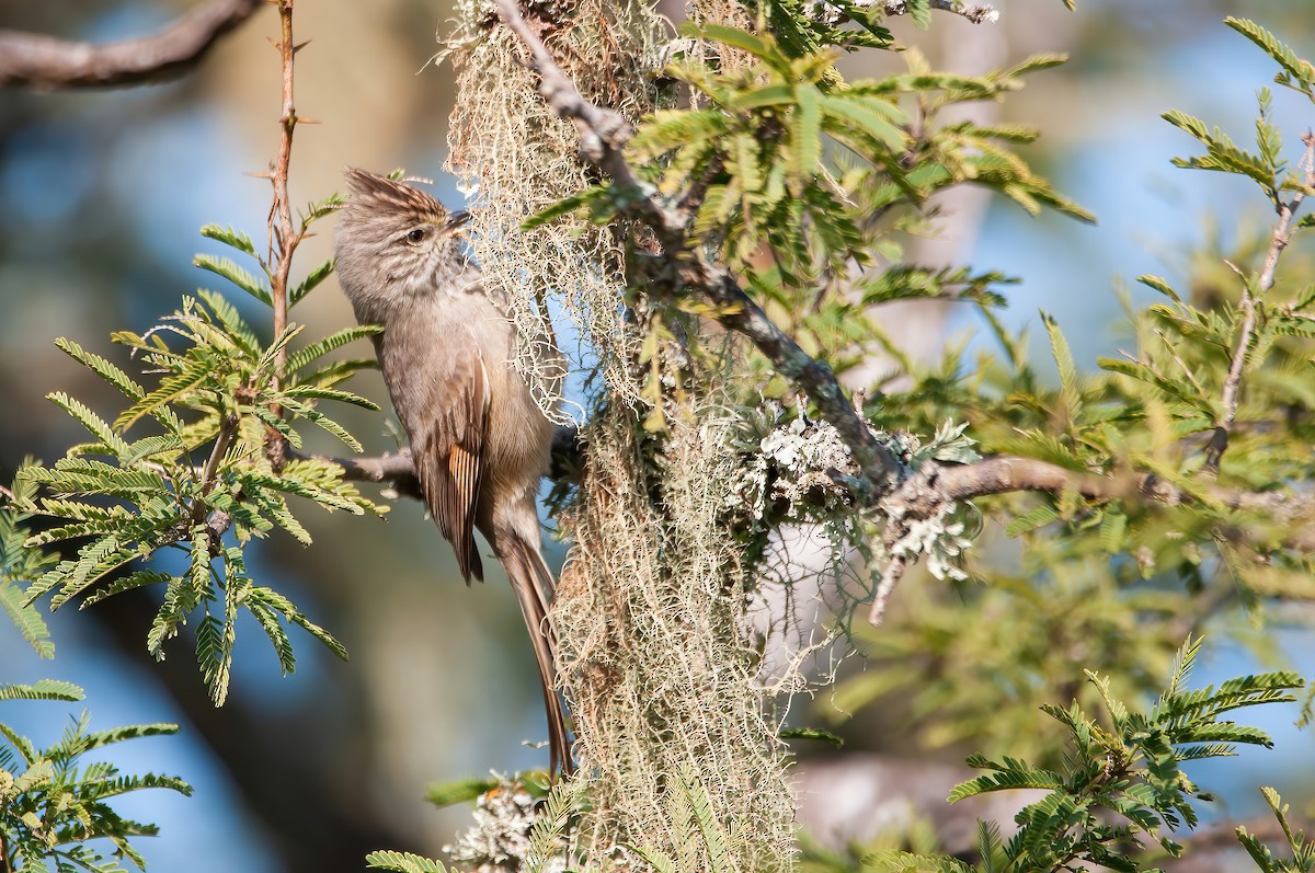 Tufted Tit-Spinetail - Raphael Kurz -  Aves do Sul