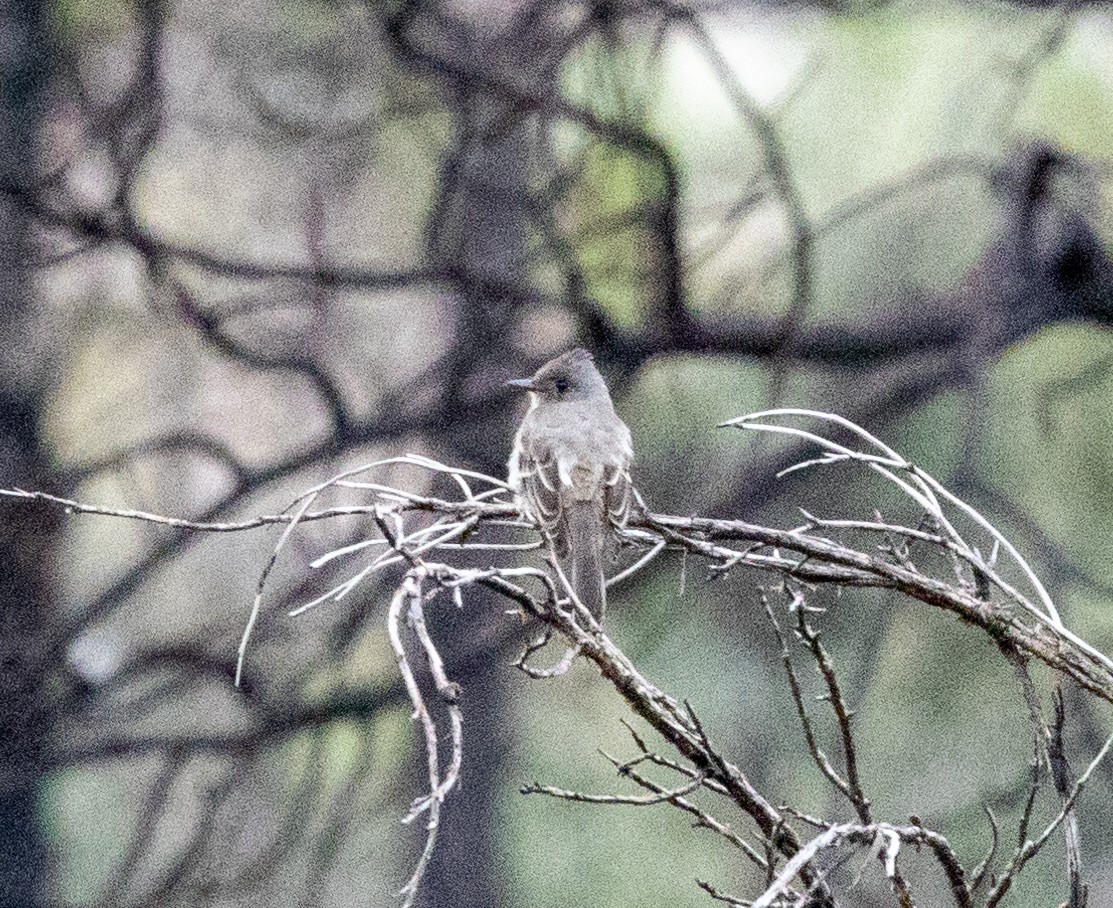 Western Wood-Pewee - ML473159591