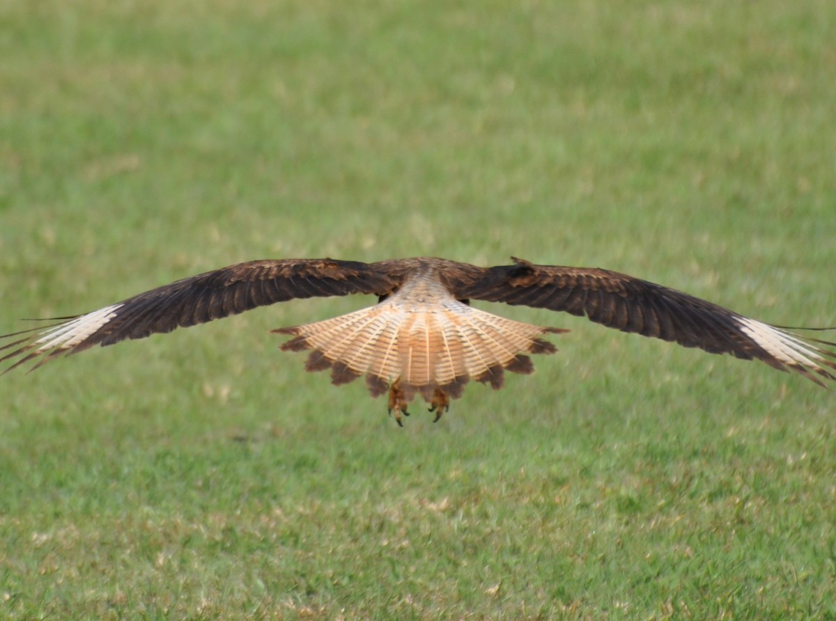 karančo jižní - ML473159611