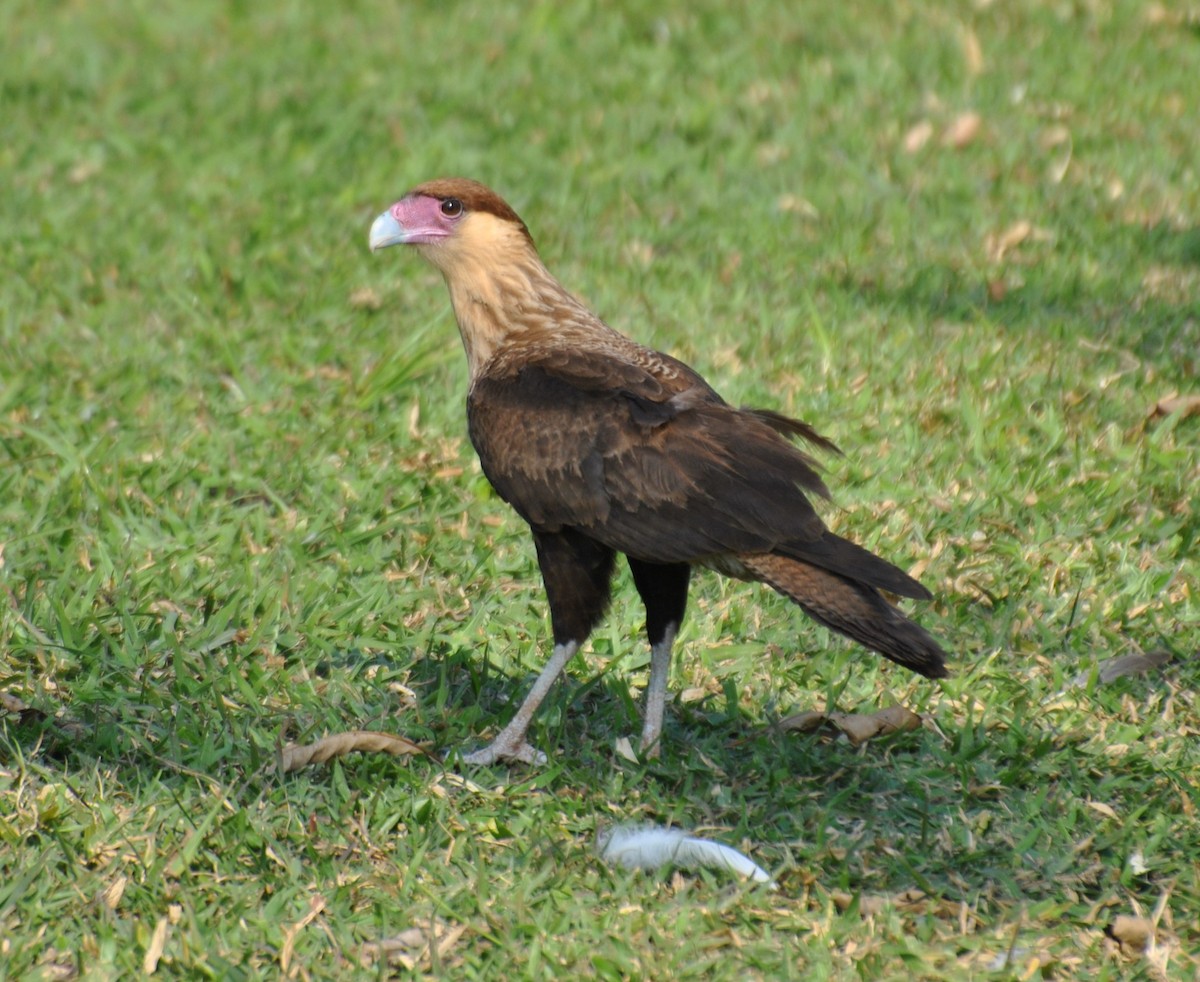 karančo jižní - ML473159621