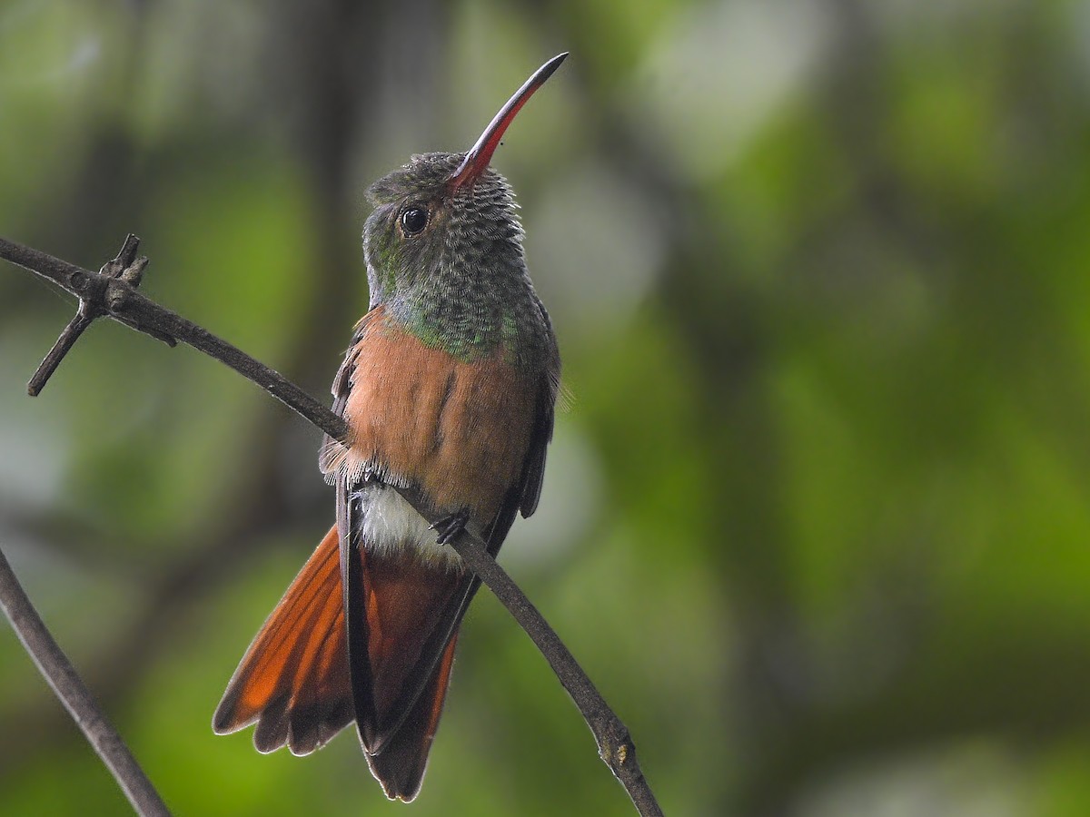 Buff-bellied Hummingbird (Yucatan) - ML473159811