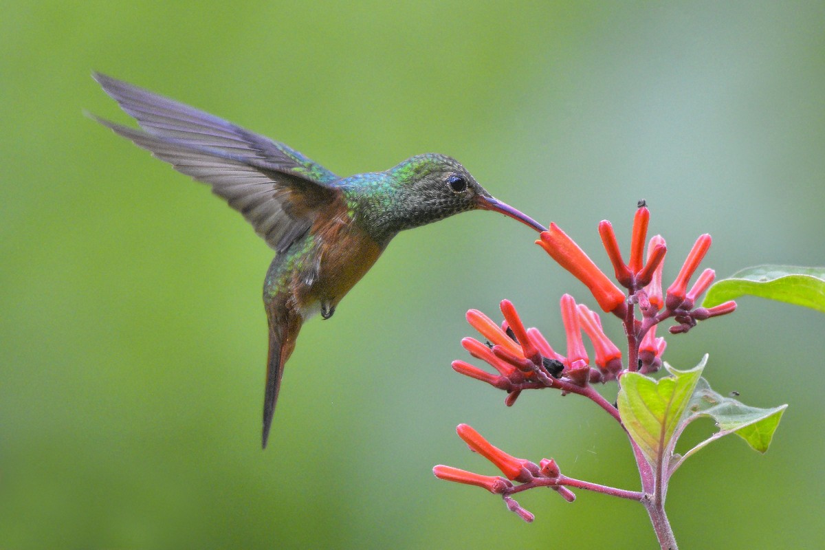 Buff-bellied Hummingbird (Yucatan) - ML473159821