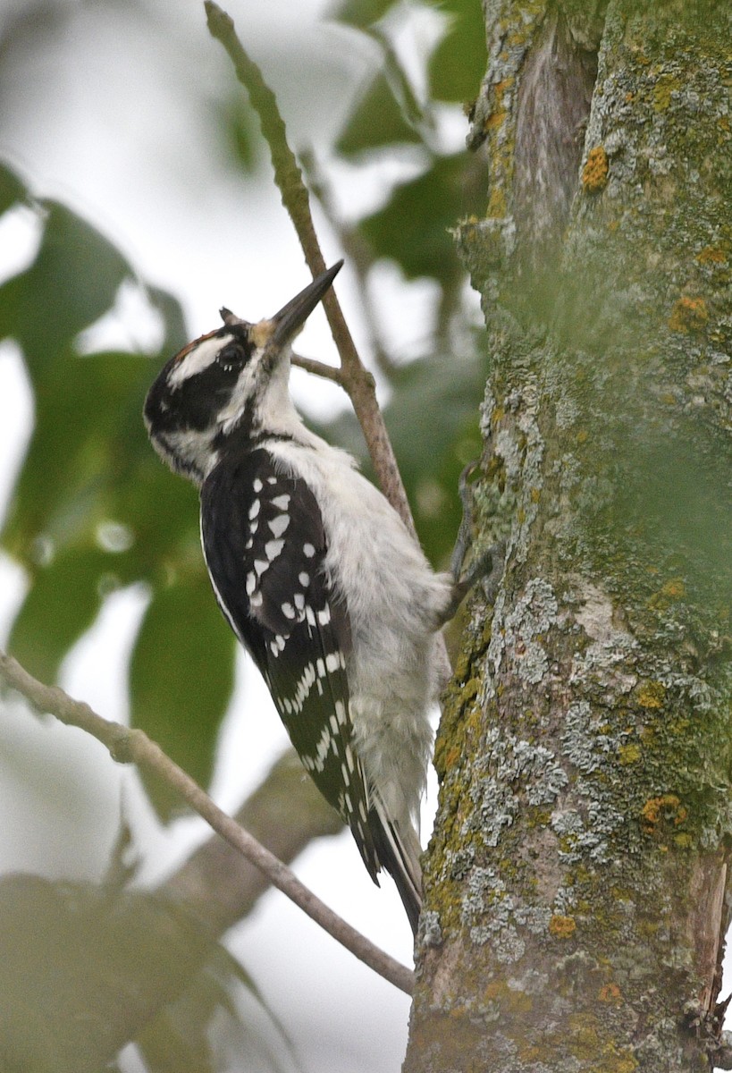 Hairy Woodpecker - ML473161361