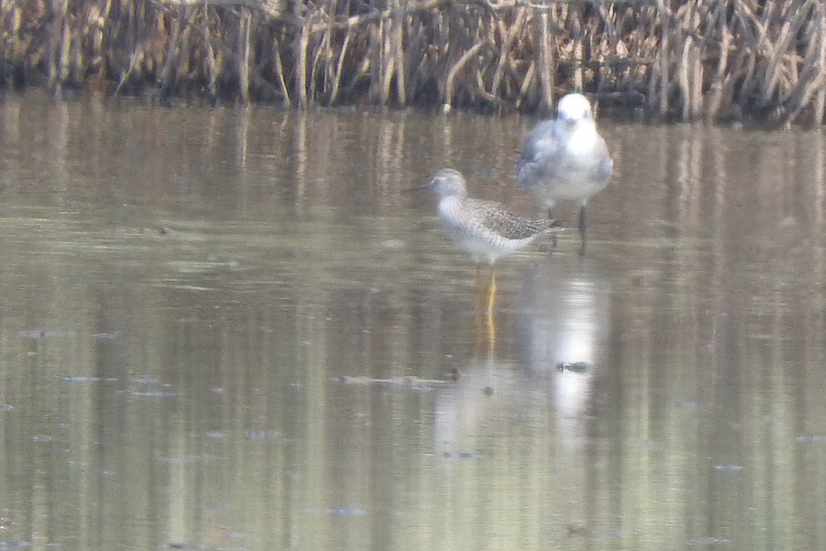 Lesser Yellowlegs - Mark L. Hoffman