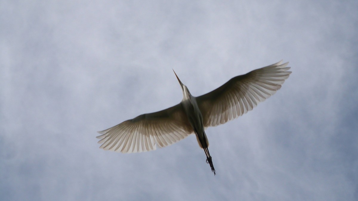 volavka bělostná - ML473165611