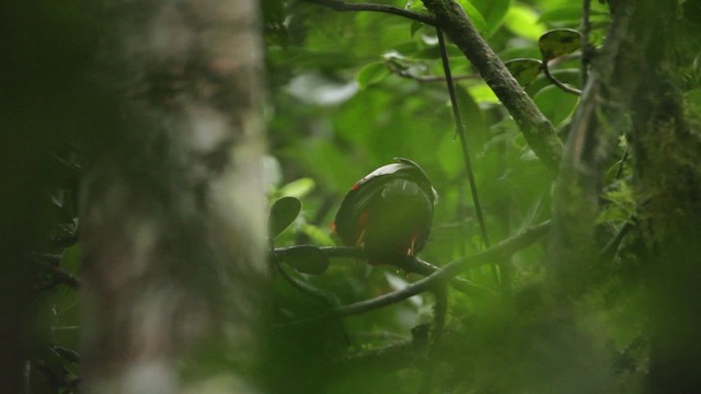 Andean Cock-of-the-rock - ML473166
