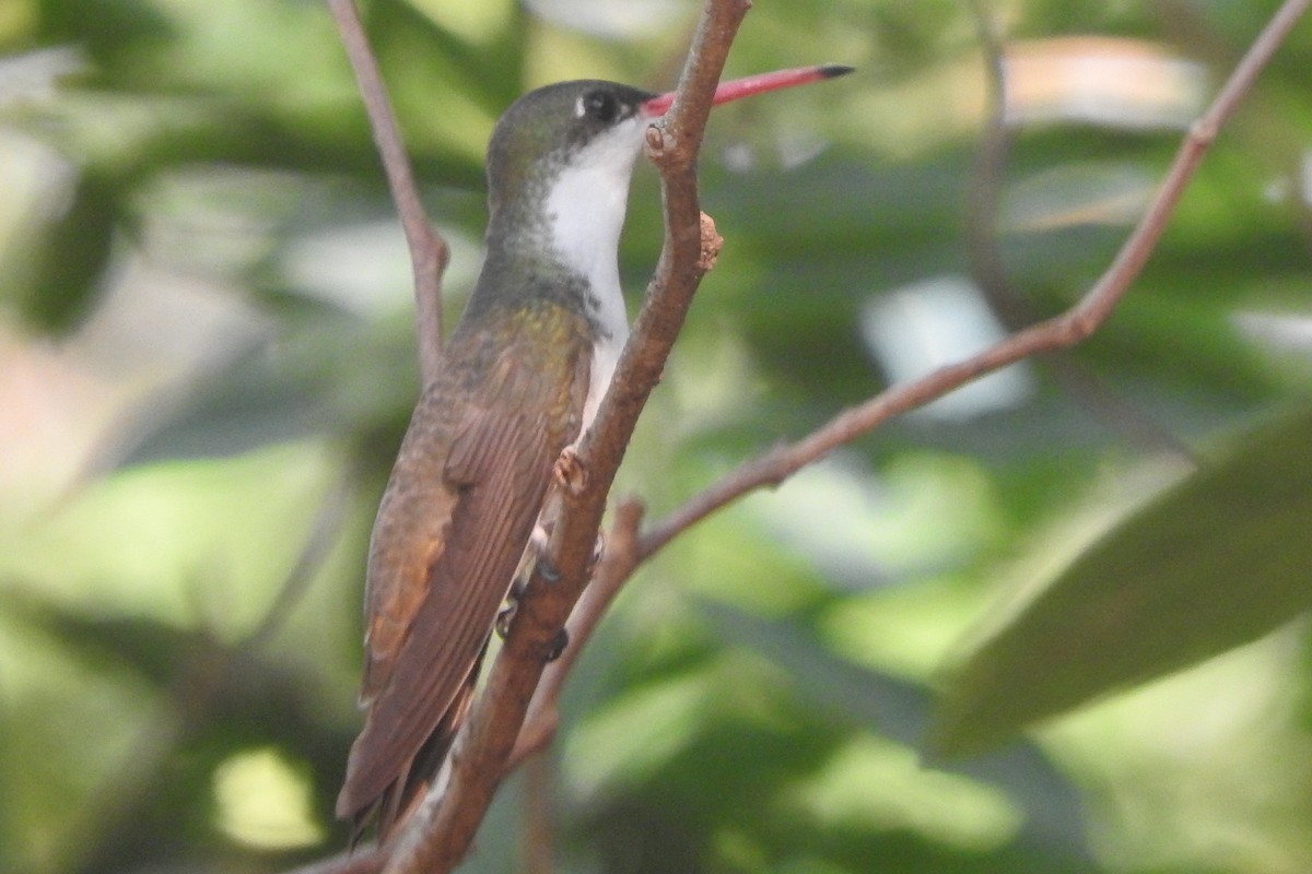 Green-fronted Hummingbird - Mark L. Hoffman