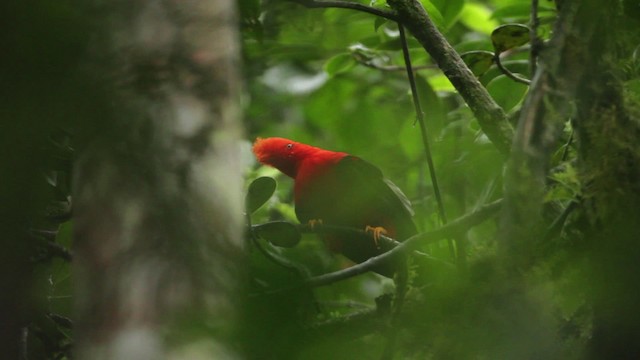Andean Cock-of-the-rock - ML473167