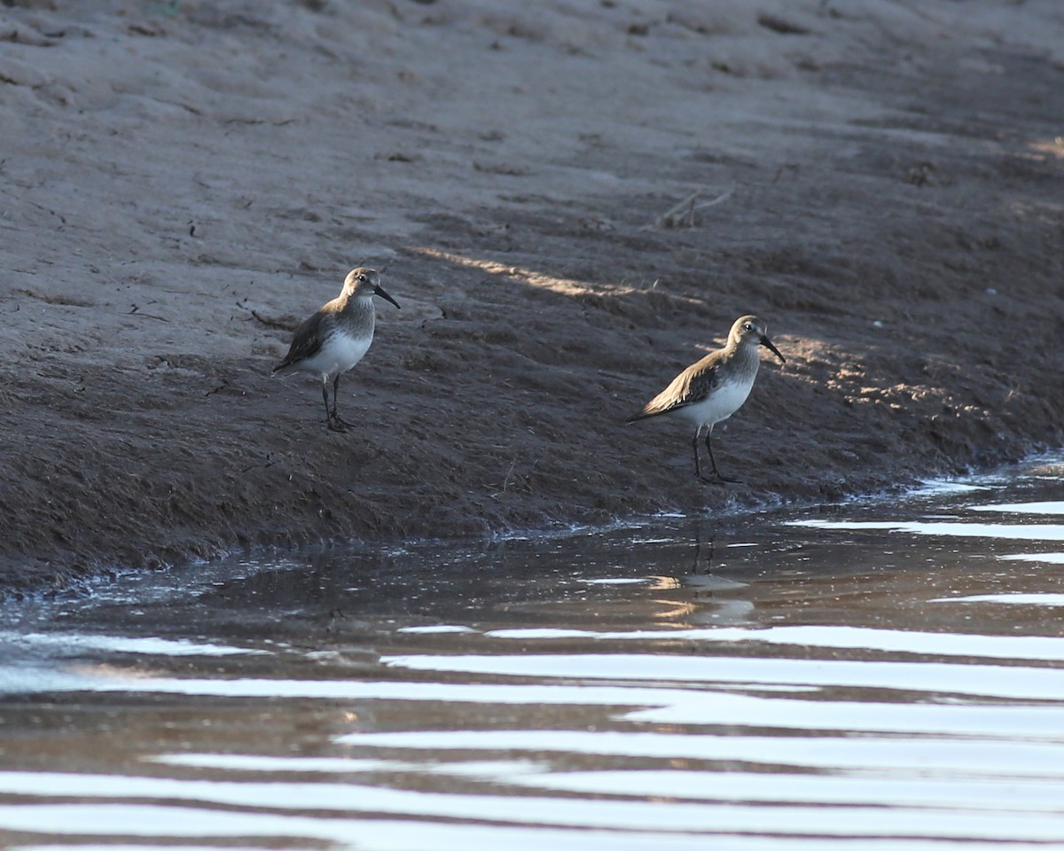 黑腹濱鷸 - ML47316781