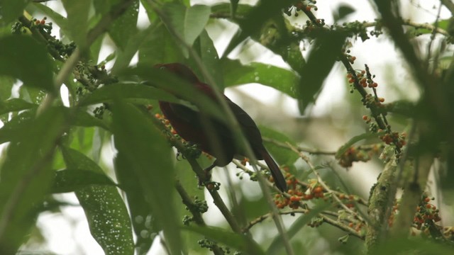 Andean Cock-of-the-rock - ML473168
