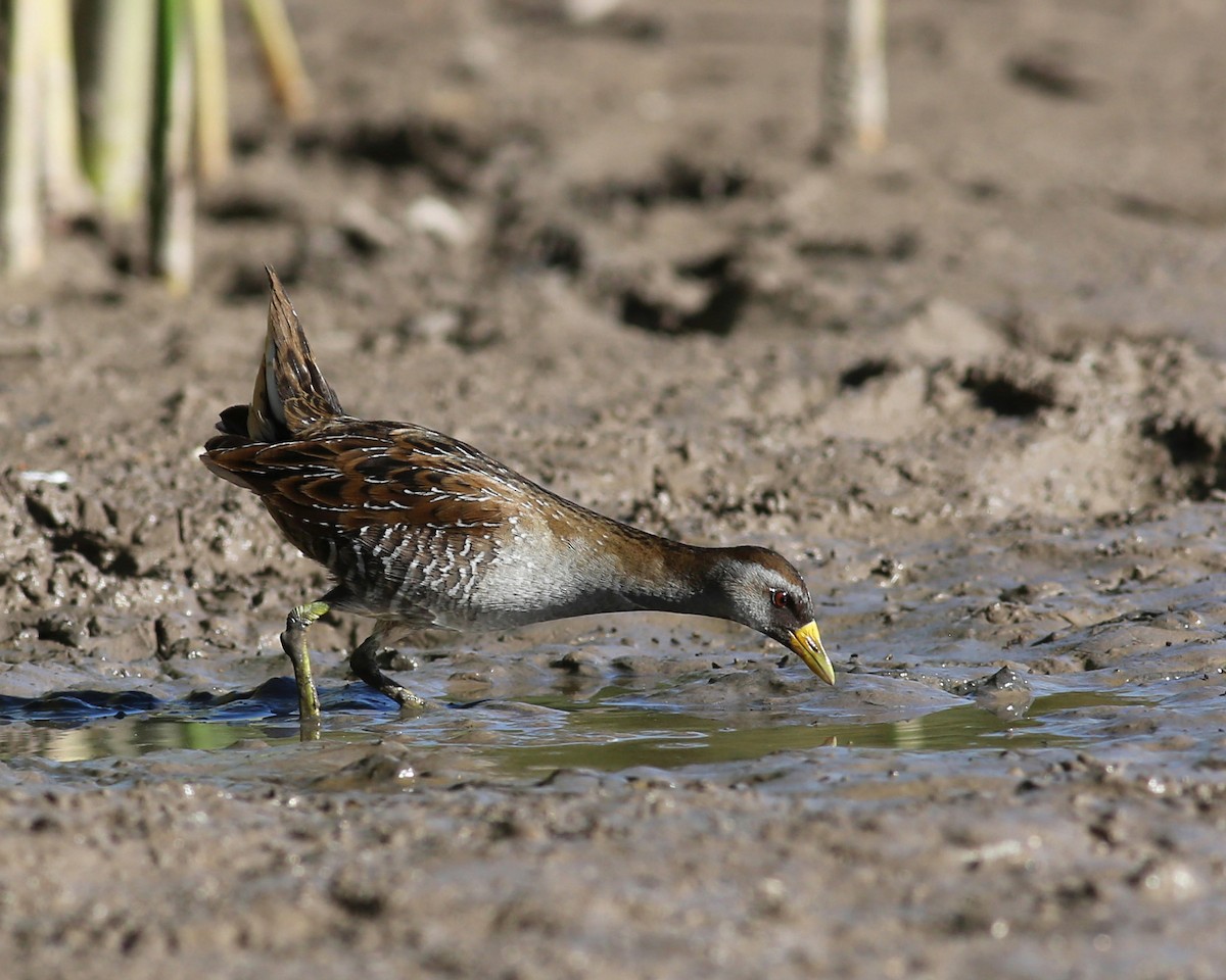 Polluela Sora - ML47316891