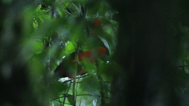 Andean Cock-of-the-rock - ML473169