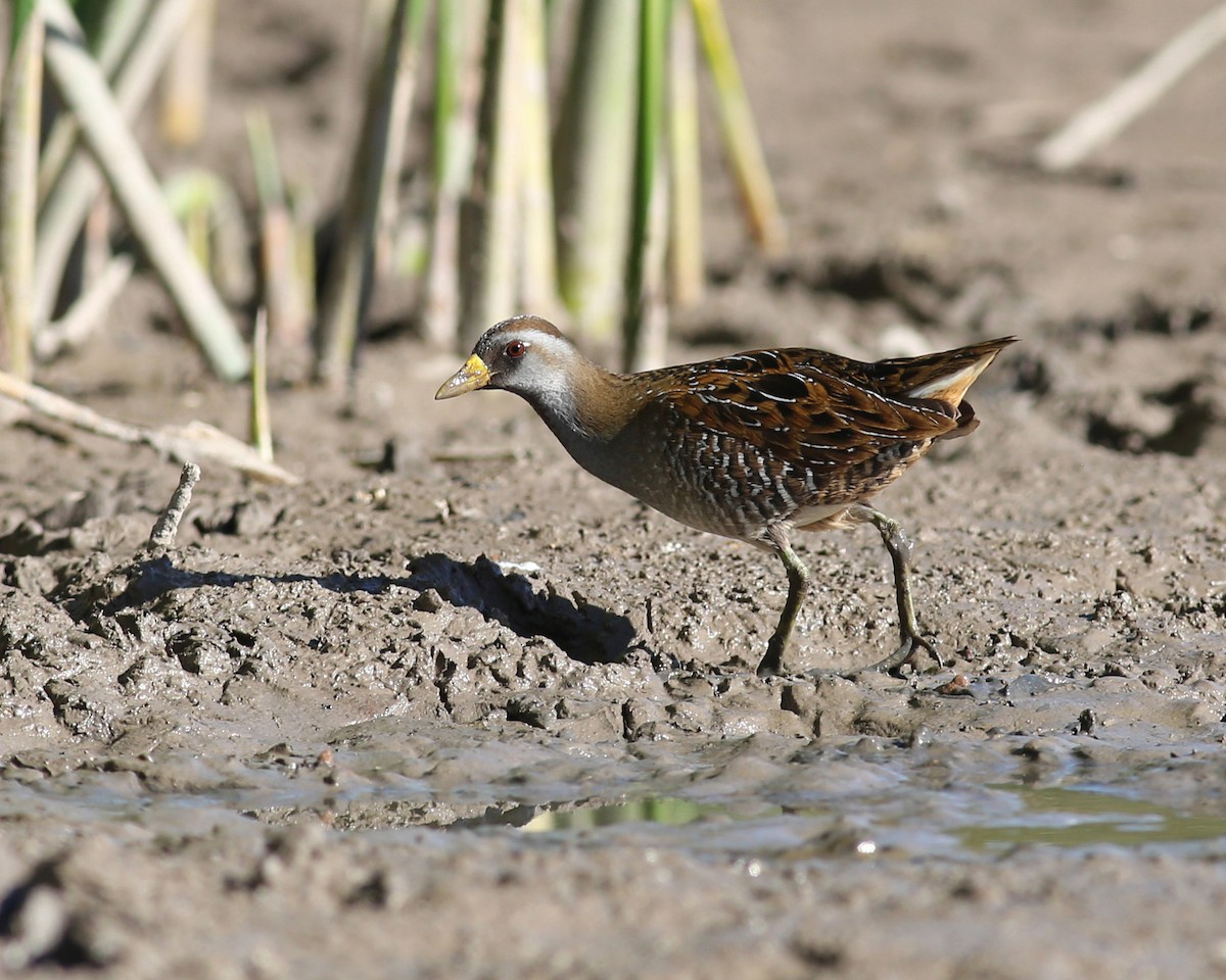 Polluela Sora - ML47316901