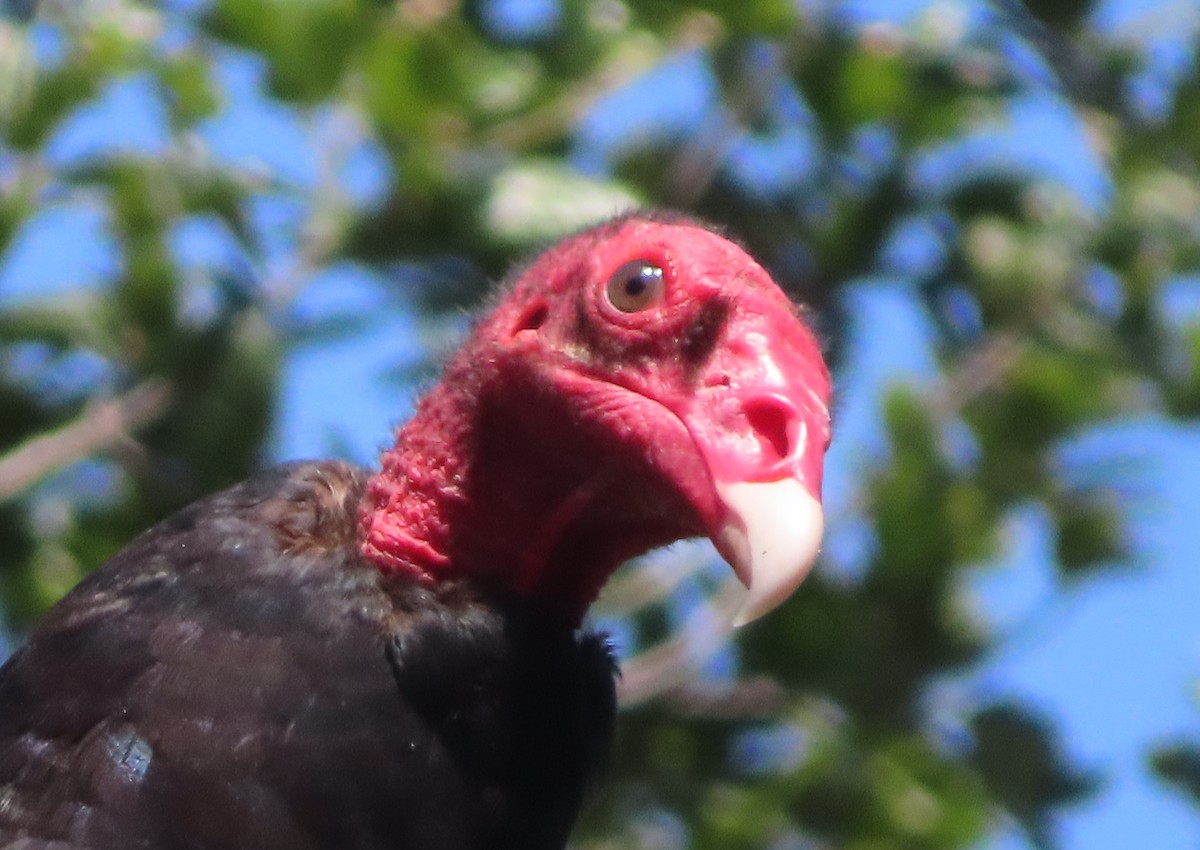 Turkey Vulture - ML473169021