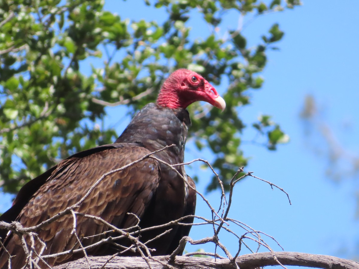 Turkey Vulture - ML473169141