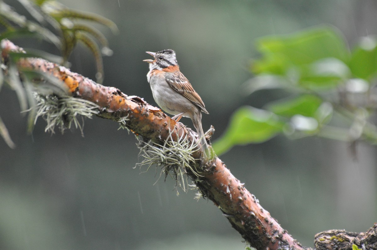 Rufous-collared Sparrow - ML473169261