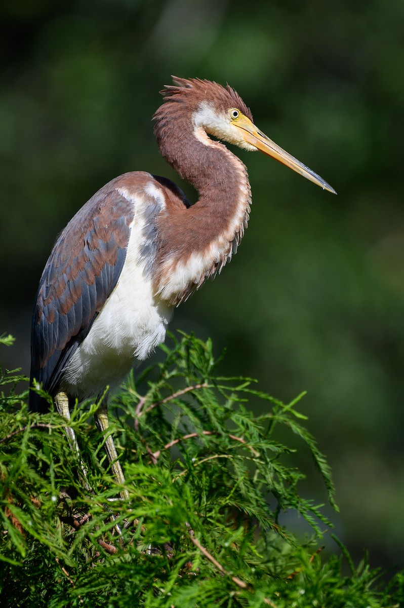 Tricolored Heron - Johnathon Barnett