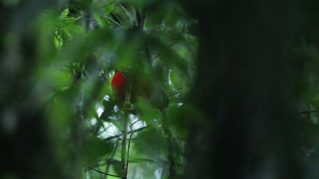Andean Cock-of-the-rock - ML473170