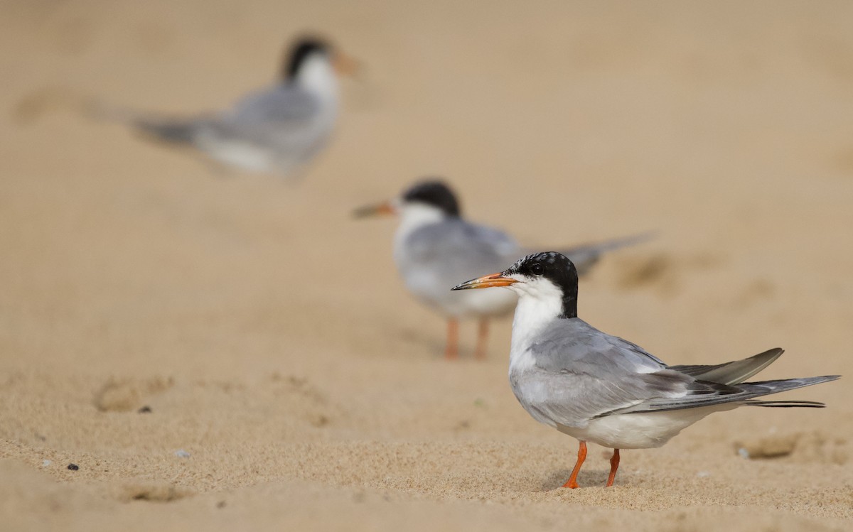 Forster's Tern - Will Sweet