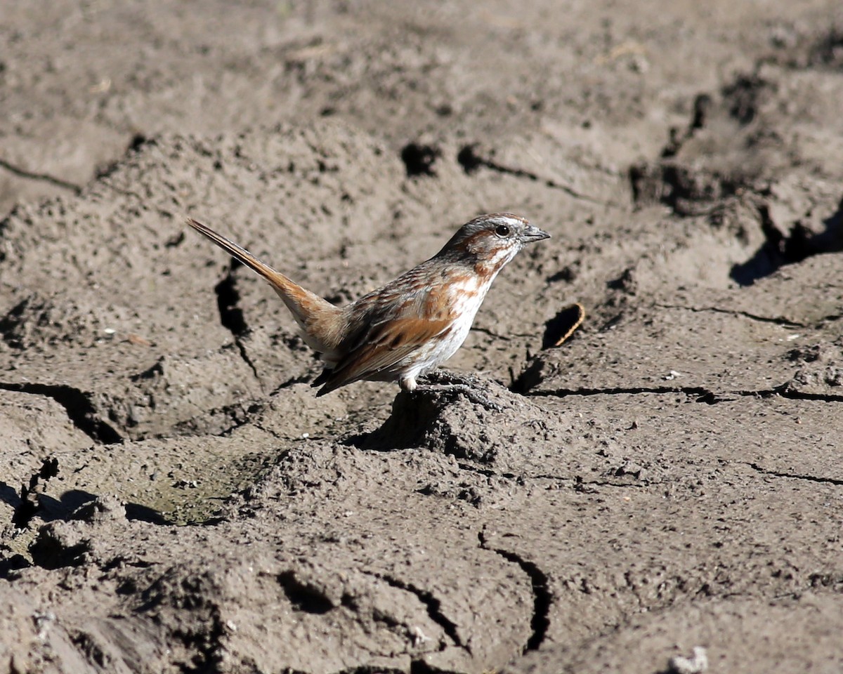 Song Sparrow - ML47317011