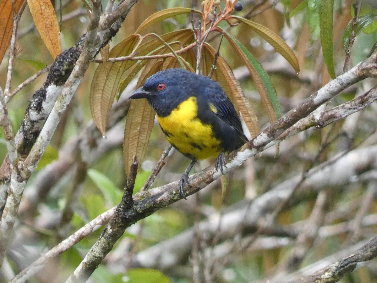 Blue-and-gold Tanager - ML473170191