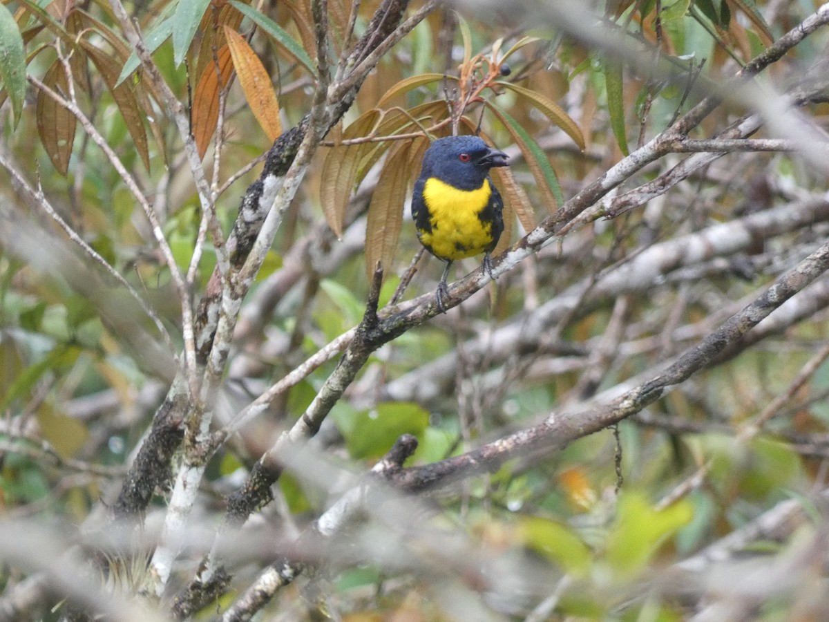 Blue-and-gold Tanager - Jefferson Chacon Retana