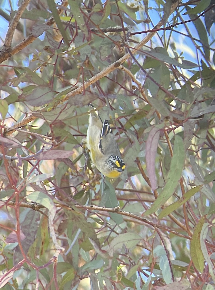 Striated Pardalote (Yellow-tipped) - Gus Daly