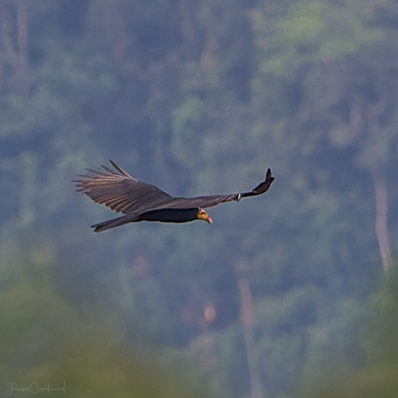 Greater Yellow-headed Vulture - ML473170401