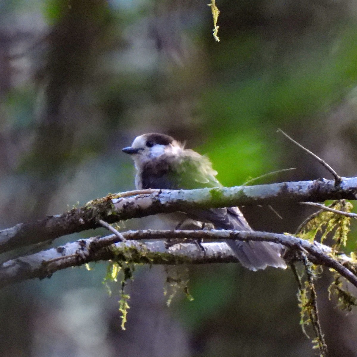 Canada Jay - ML473170451