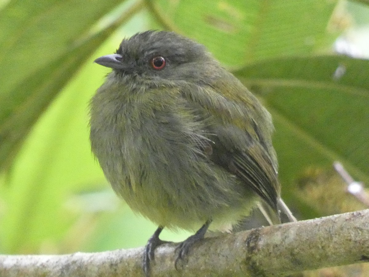 White-crowned Manakin - ML473170531