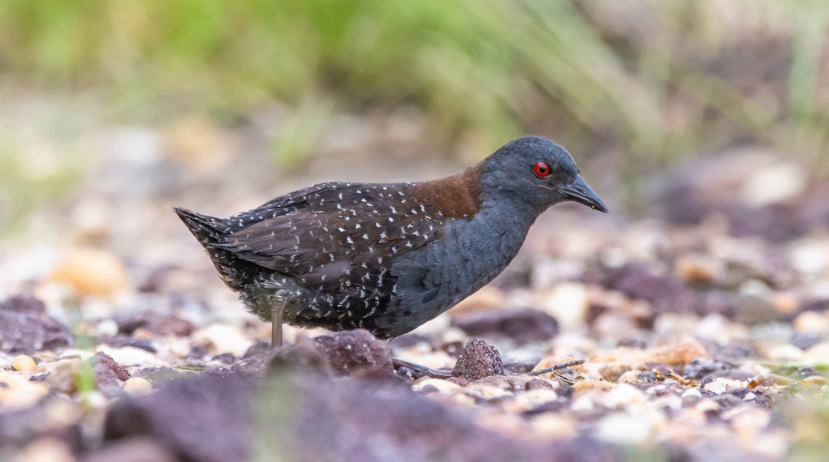 クロコビトクイナ - ML473171091